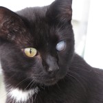 An ugly cat with only one eye