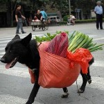 A clever Dog A clever dog carrying shopping and groceries on it's back